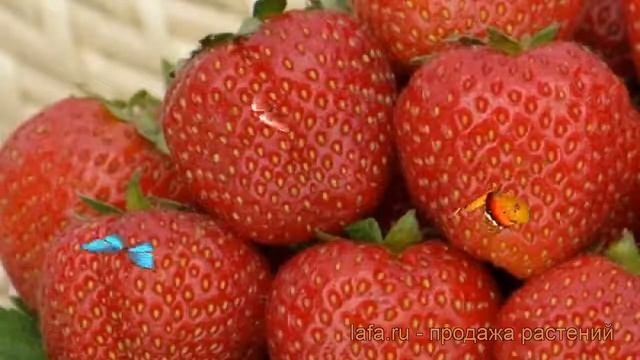 Земляника садовая Русь (fragaria Ananassa) ? земляника Русь обзор: как сажать рассада земляники Рус
