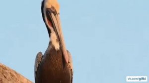 Как зевают пеликаны