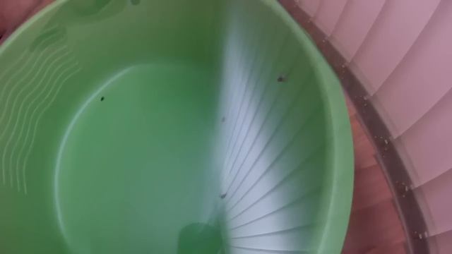 Как муха садится на потолок? смотреть онлайн