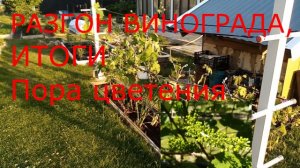 Разгон винограда,итоги.Цветение..mp4