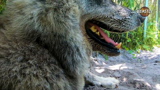 Giant Wolf Dog Yuki Fights Cancer | BIG DOGZ смотреть онлайн