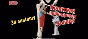 Короткая приводящая мышца. 3d anatomy