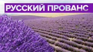 В Крыму зацвели лавандовые поля — видео