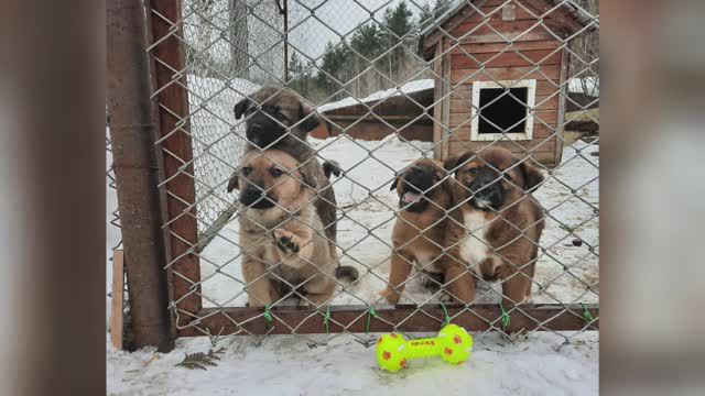 Щенки Альмы смотреть онлайн