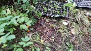 Мой рабочий день на участке в деревне