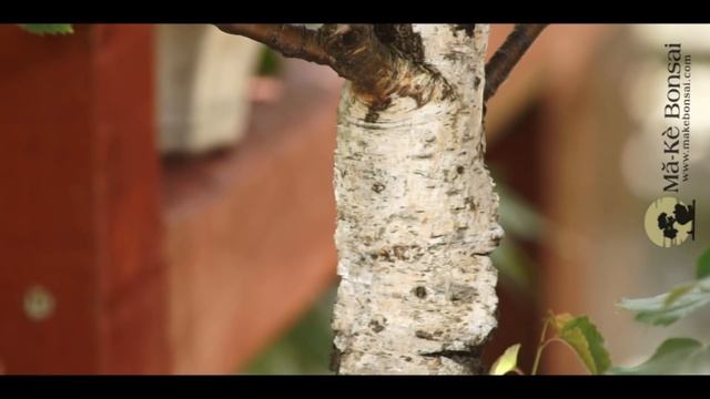 141) Silver Birch Betula pendula Easy Bonsai Trees for Beginners