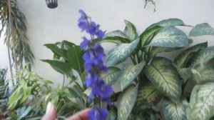 Flower Caring Tips : Delphinium / Larkspur Flowering Plant