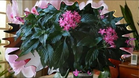 Красивоцветущие комнатные растения