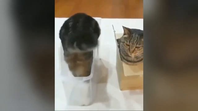 Этот малыш рассмешит вас до слёз!!!  Весёлые дети и животные. смотреть онлайн