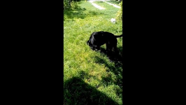 Ризеншнауцер, dog breed giant Schnauzer смотреть онлайн