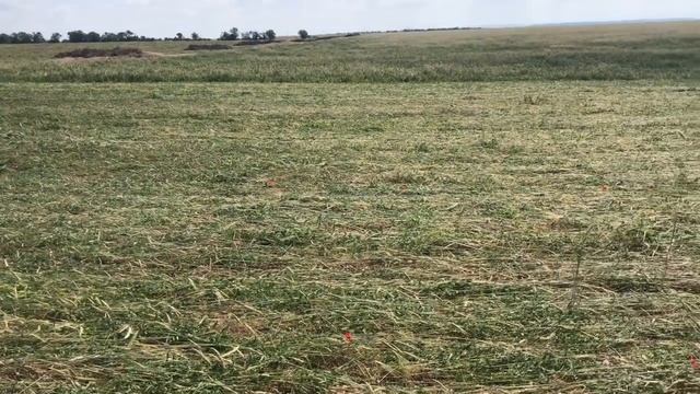 Виноградник, покровные культуры, No-till | Подготовка почвы под посадку виноградника смотреть онлайн