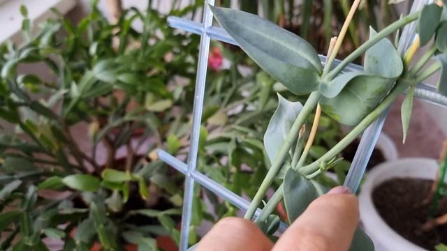 Эустома на второй год? КАК сохраняю зимой цветок