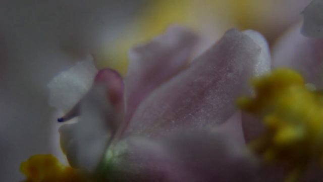 Почти ТВИНКЛЬ. Уход за орхидеей Oncidium Tsiku Marguerite 'Romantic Fantasy' / Вып. 11