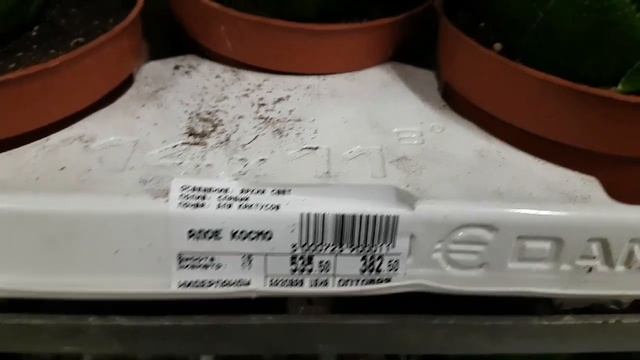 Гастералое, алое (суккуленты).Обзор во флористическом центре. смотреть онлайн