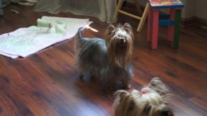 танцы йорка