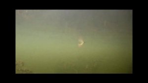 Алексей Шанин - Тест воблера Pontoon 21 Cheeky