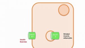 USMLE RX - 3.Эндокринная система - 5.Физиология - 10.Инсулин