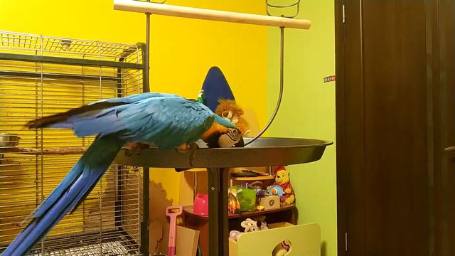 Попугай ара катает яичко 😂😂 смотреть онлайн