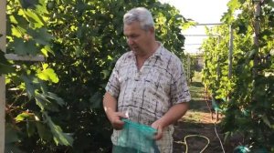 Защита винограда от ос и пчёл