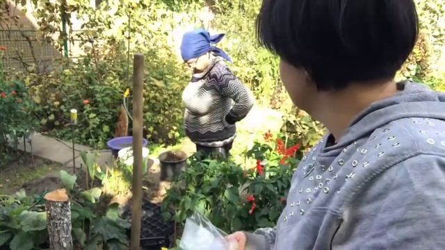 Осенняя посадка тюльпанов и нарциссов в корзинках. смотреть онлайн