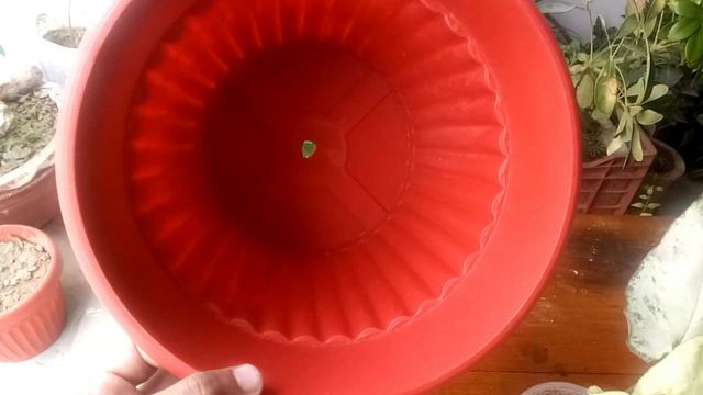 How To Grouw Arrowhead Plant(syngonium)