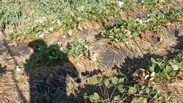 уход за клубникой после сбора урожая смотреть онлайн