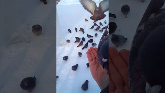 Ручные голуби/Tame pigeons.