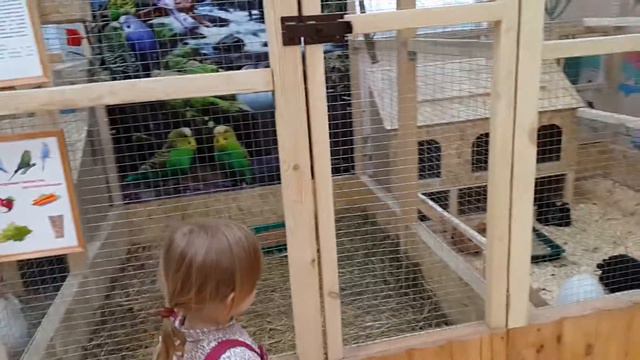 Полина общается с животными в контактном зоопарке смотреть онлайн