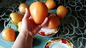 томат СЕРДЦЕ ЛЮБЫ  дегустация