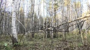 Охота на зайцев с тремя гончими собаками, это просто бомба! ??