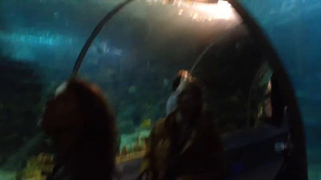 Самая большая черепаха в океанариуме смотреть онлайн