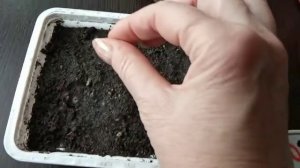 КАК посеять КАТАРАНТУС на рассаду? Что ВАЖНО знать?