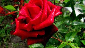 Мой фильм.wlmp.mp4 Бал бабочек !!!