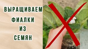 Выращиваем фиалки (сенполии) из семян. Своя селекция.