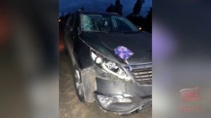 Водитель насмерть сбил лося недалеко от поселка Покосное