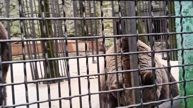 Бурые медведи в зоопарке СКАЗКА.Ялта 6.12.2022 смотреть онлайн
