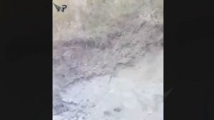 Питбуль VS волк   встреча питбуля и волка в дикой природе #wolf #amstuff #animals #pitbull