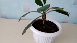 Молочай беложилковый от А до Я.