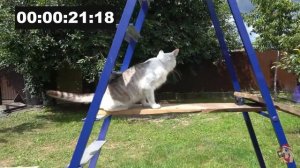 Реакция на анука давай ка челендж для котов