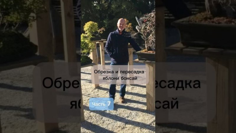 Обрезка и пересадка яблони бонсай. Часть 7.