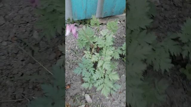 СОБИРАЕМ ЦВЕТЫ ДЛЯ ТРАВНИКА И ГЕРБАРИЯ ?? смотреть онлайн