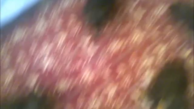 щенки таксы смотреть онлайн