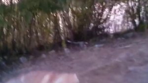 Внимание! Бешенство!