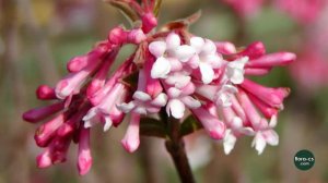 Kalina vonná | kalina voňavá - Viburnum farreri