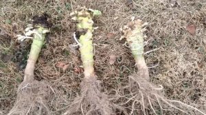 116.Капуста. Семена капусты не сложно вырастить самим.