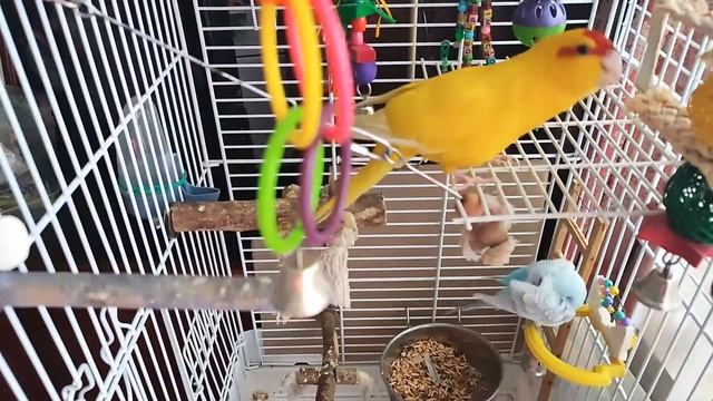 какарик & волнистик смотреть онлайн