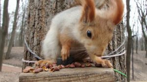 Про хорошую белочку