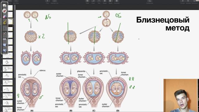 Виды близнецов и близнецовый метод в генетике | Биология ЕГЭ смотреть онлайн