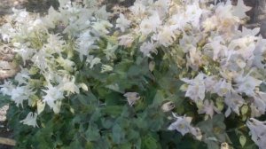 Цветущий май. Flowers. Very beautiful music. Цветы и музыка.