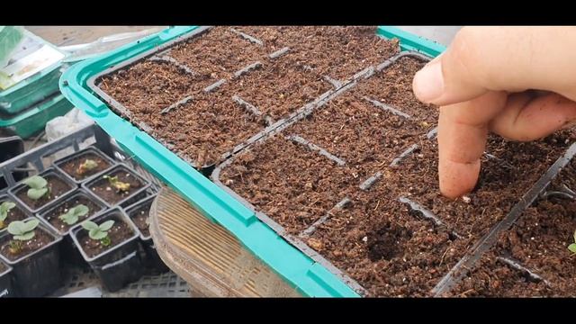 Павловния из семян. Посадка и пикировка. смотреть онлайн